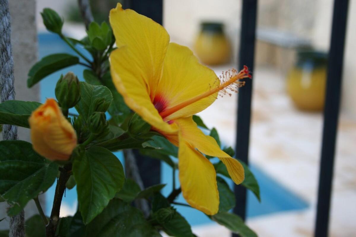 Maison Pelissier Bed And Breakfast With Sweeming Pool Cuxac-dʼAude Exterior foto